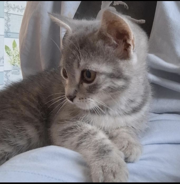 Отдам британца бесплатно