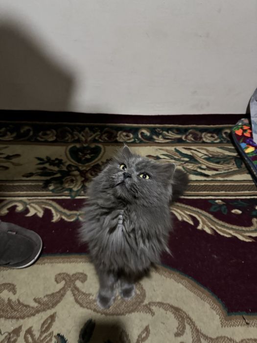 Nibelung mushugi aqlli