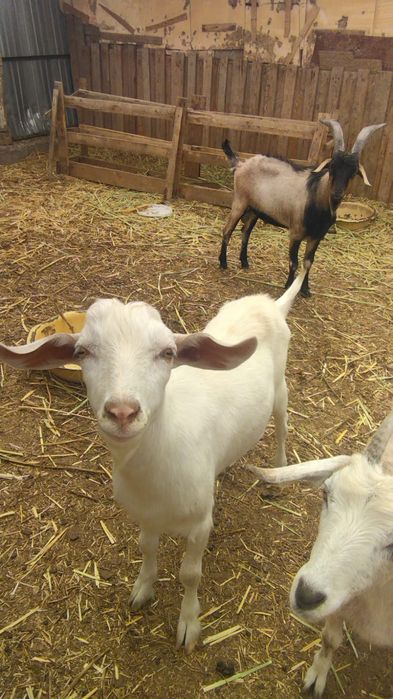 Текелер сатылады