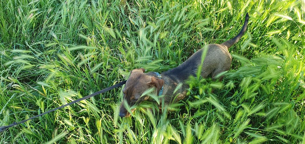 Câine spre adopție - Egon isi cauta o familie iubitoare