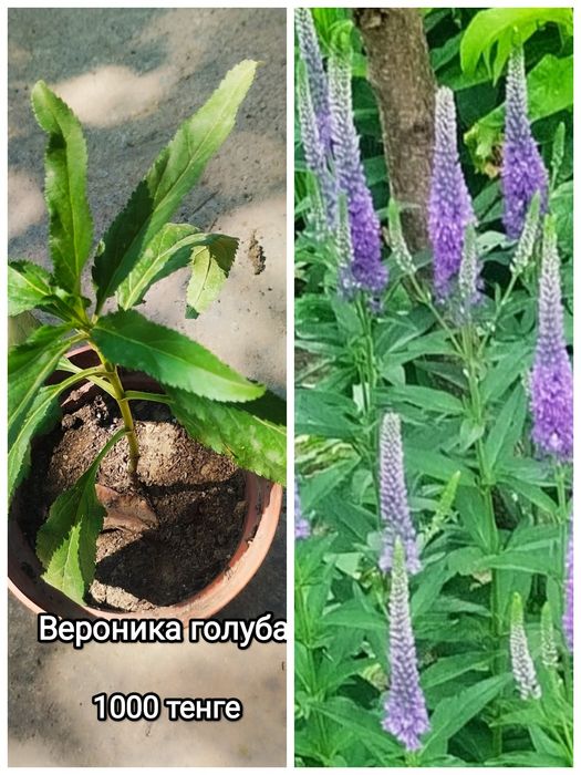 Садовые многолетние кустарники