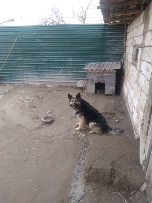 Продаётся собака