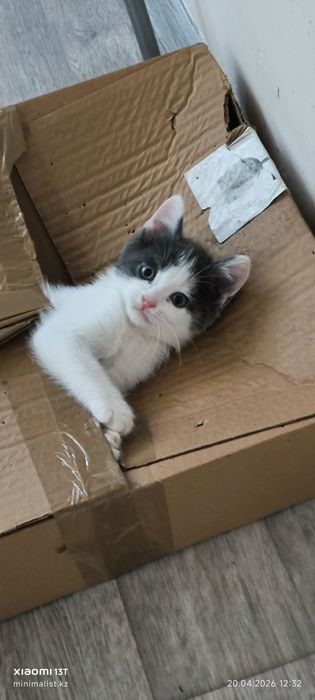 Отдам котят бесплатно, 1+1