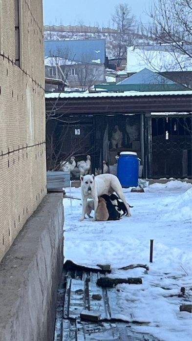 Продажа щенки Алабай САО