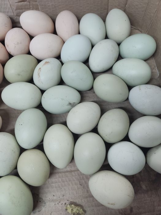 Продам инкубационные яйца.