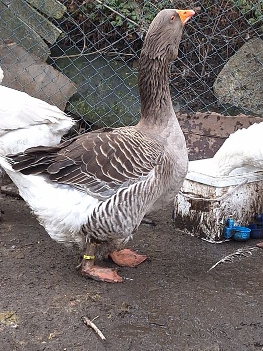 тулузка гъска (мъжки)