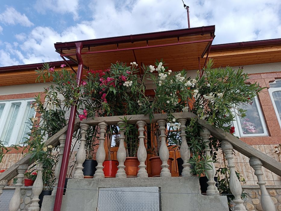 Oleandri mari 1.50–1.80 m — roz / crem / alb / grena / roșu