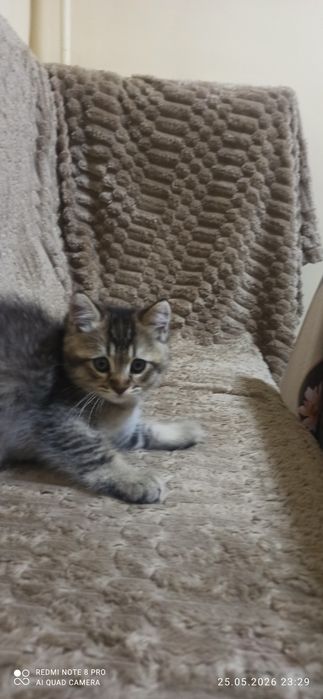Продаются котята 2 месяца приучены к лотку.  Шиншилла