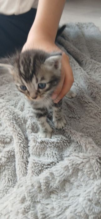 Шотландская кошка
