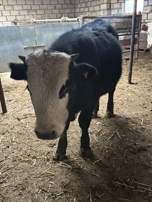 Еркек баспақ сатылады