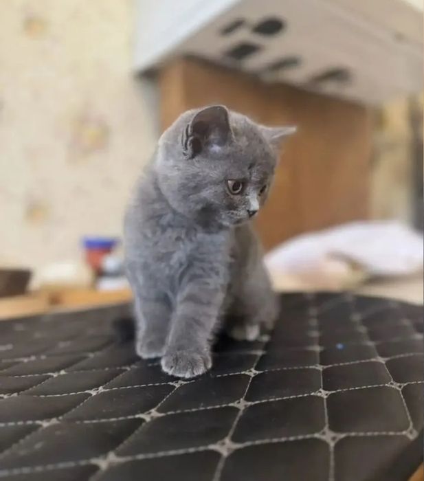 В голубых шубках котята девочки, 1.5 мес