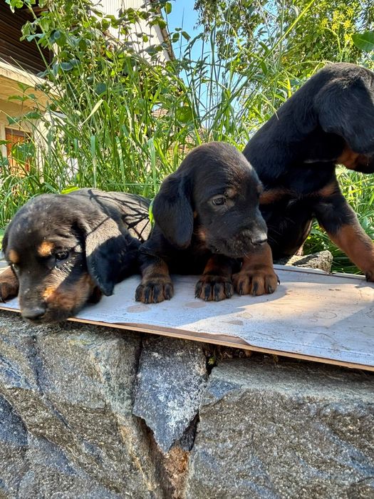 Disponibili pui de  copoi slovac (3 masculi si 2 fetite)