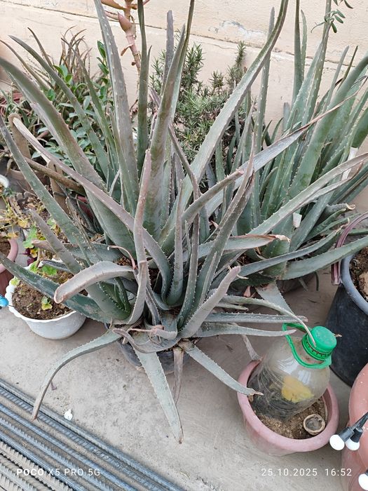 Домашние цветы  алиандир