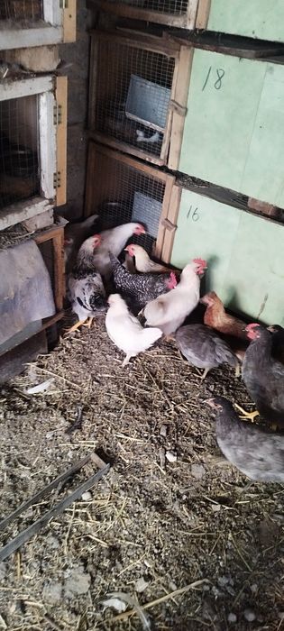 Куры молодые 4 месяца