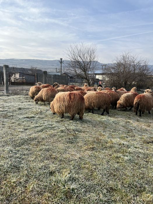 Vand oi tinere genstante