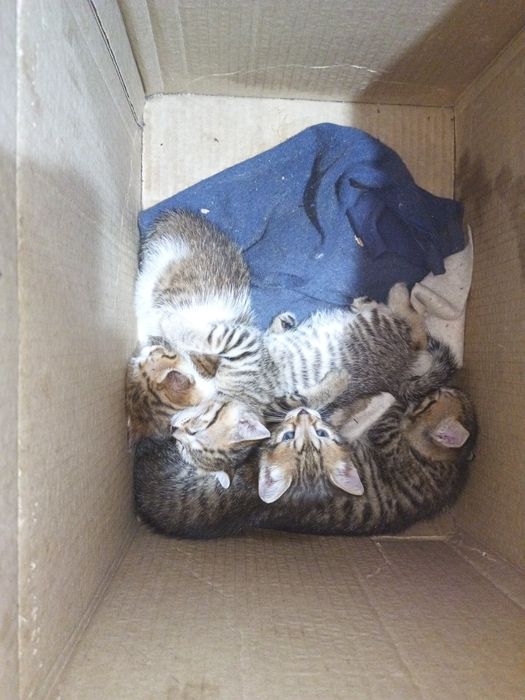 Котята крысолова