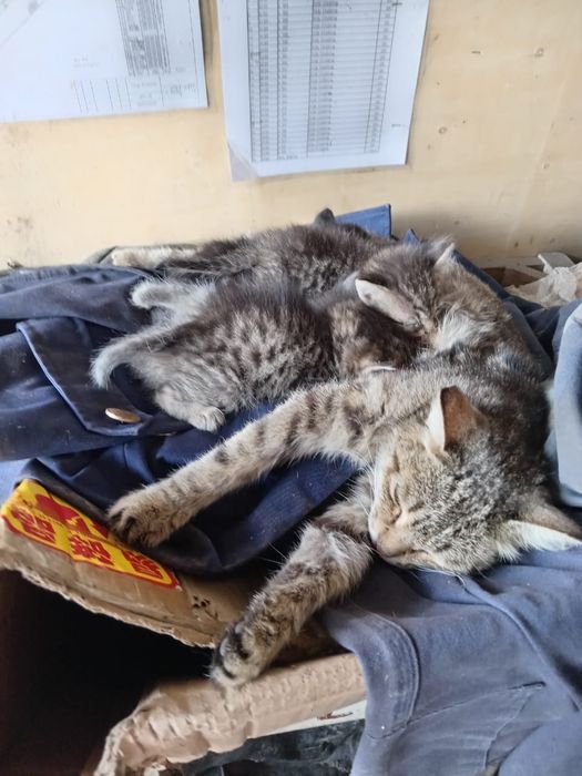 Мама 6 котят серые все