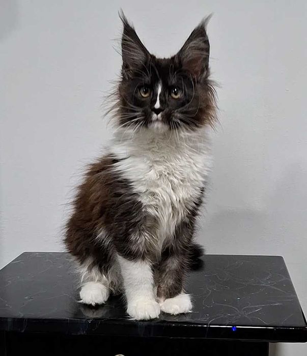 Felisa  WCF-rasa Maine Coon-Pedigree-Timisoara