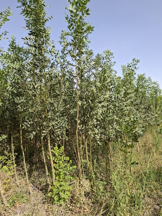 Yashil makon loyihasi