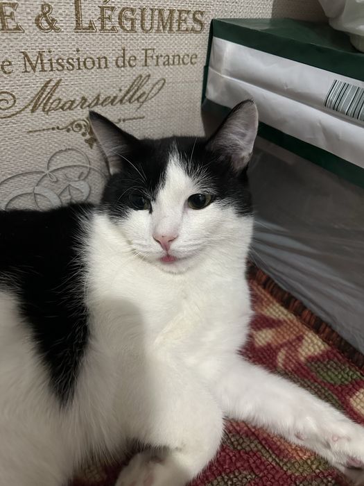 Отдам кота в добрые руки