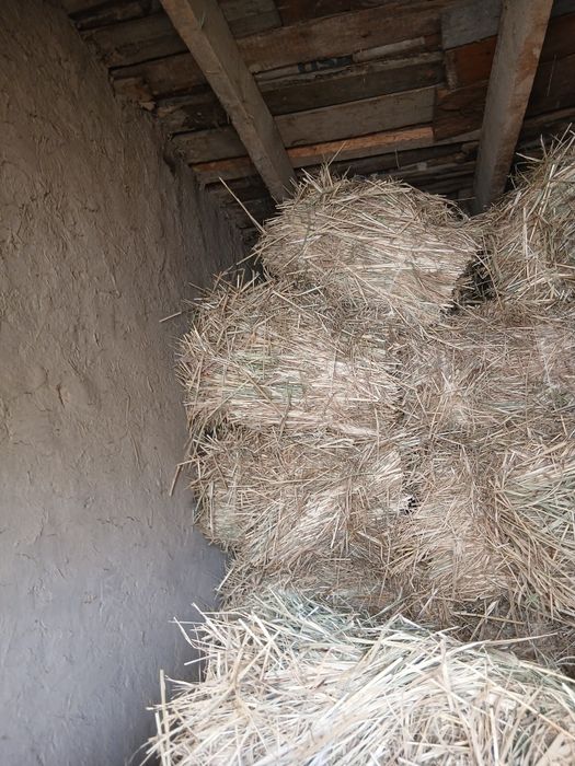 Hashee.        Sodlad