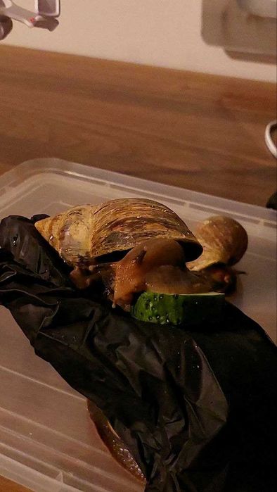 УЛИТКИ ахатины бесплатно