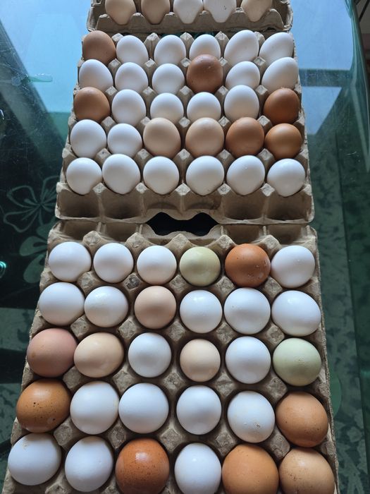Яйца  домашние..