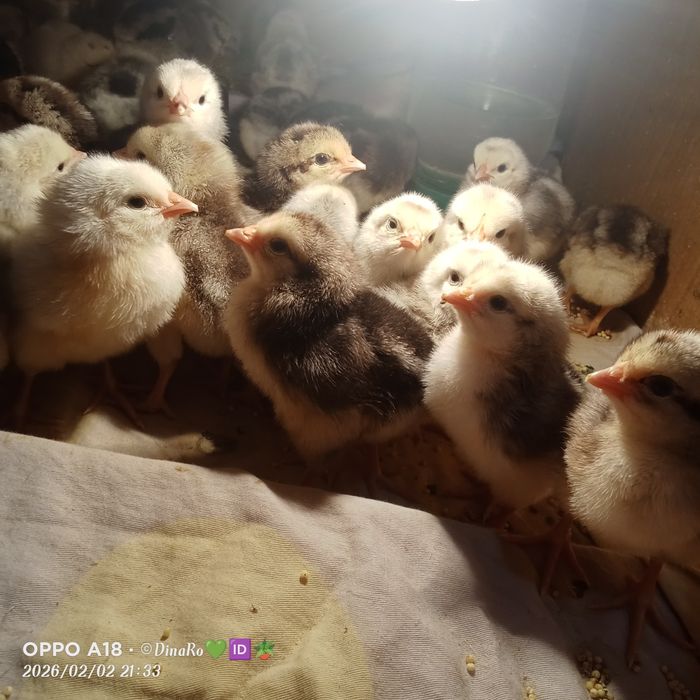 Цыплята Барковский Барвистая