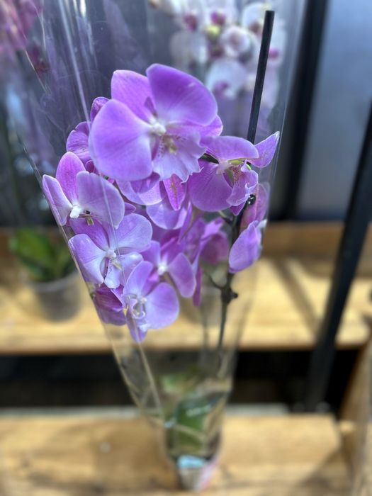 Орхидеи по низким ценам