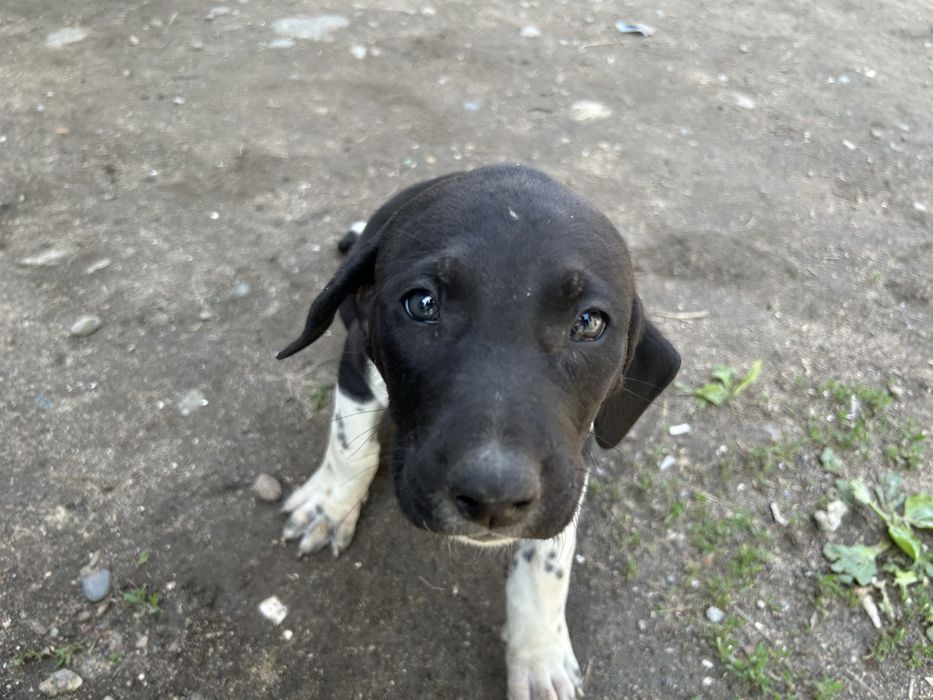 Щенки бесплатно Аигерим 2