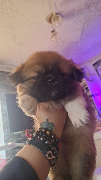 Щенки пекинесы. МАЛЬЧИКИ.