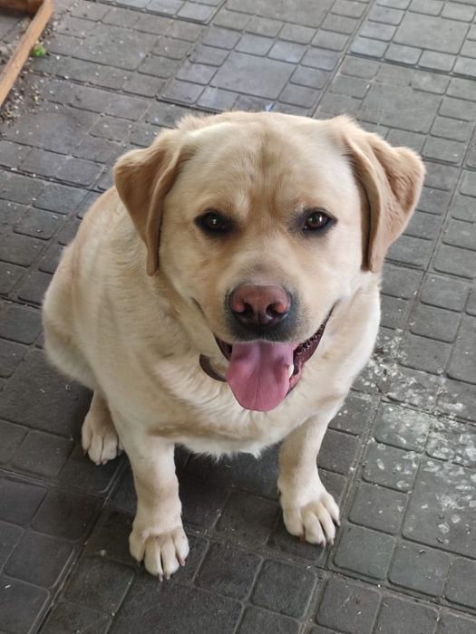 Вязка кабель лабрадор.