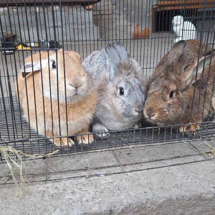 Взрослые  кролики продаётся