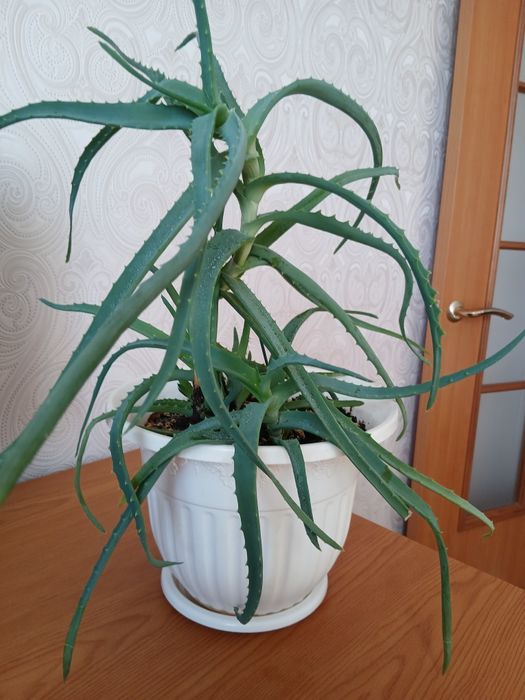 Древовидное лечебное алоэ