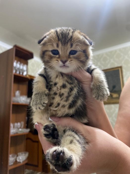 Продаются шикарные мраморята