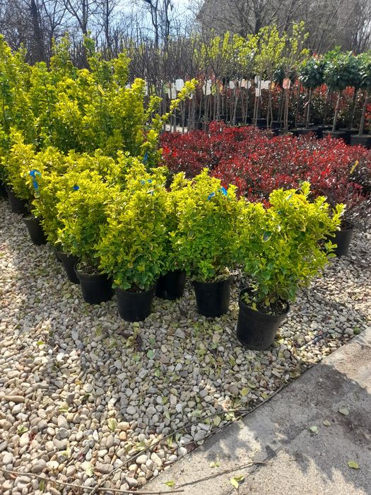 Magnolia  Plante ornamentale  Copaci Mesteacăn