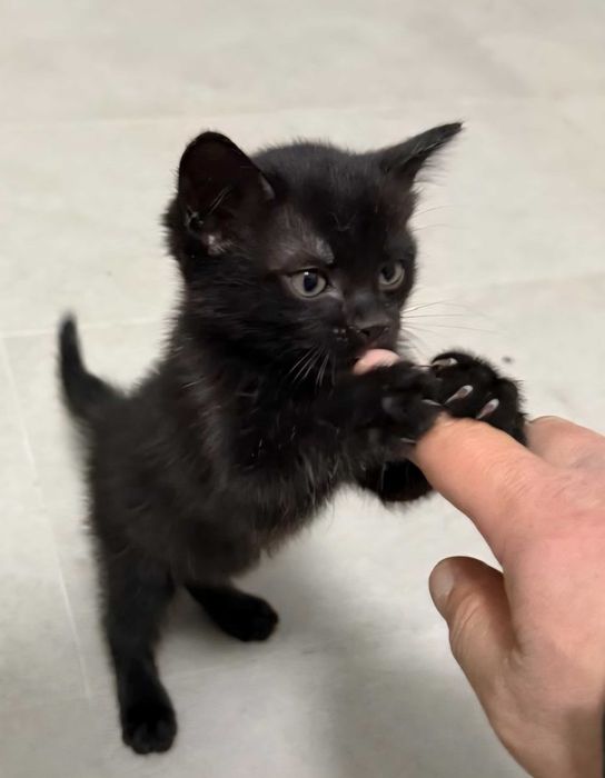 Котянок - оберег
