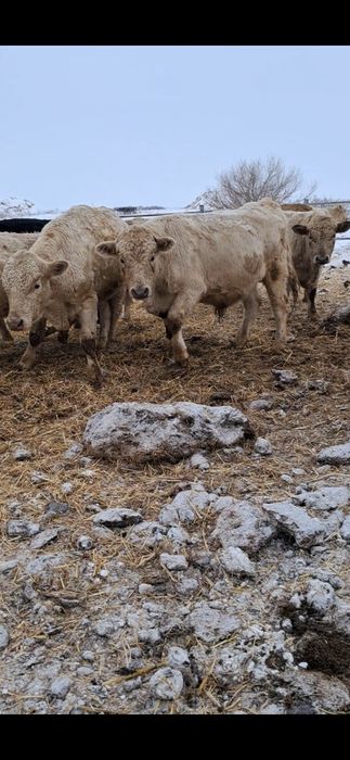 Продаются бычки 2-х годовалые и выше.