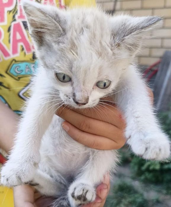 Отдам котят бесплатно