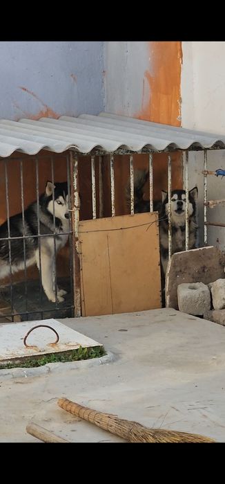 Xaski aqli  erkak va ayol