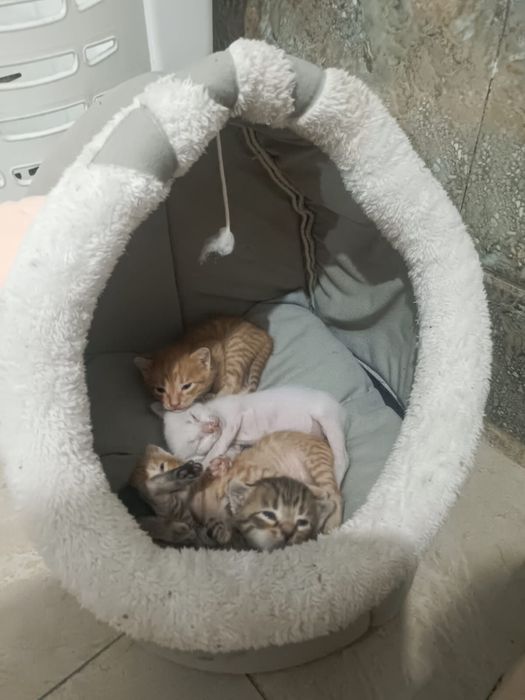 Продается кошка бесплатно