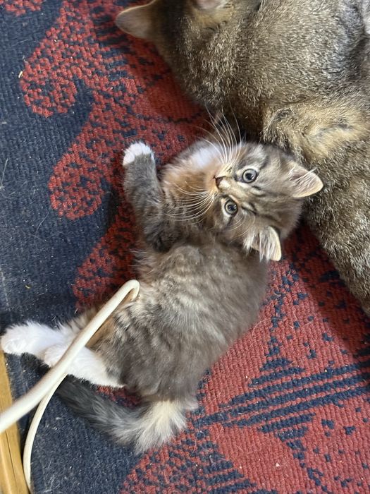 Домашние котята