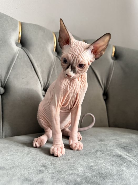 Pui Sphynx Baiat