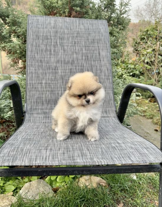 Померан мини момиче. Померанче