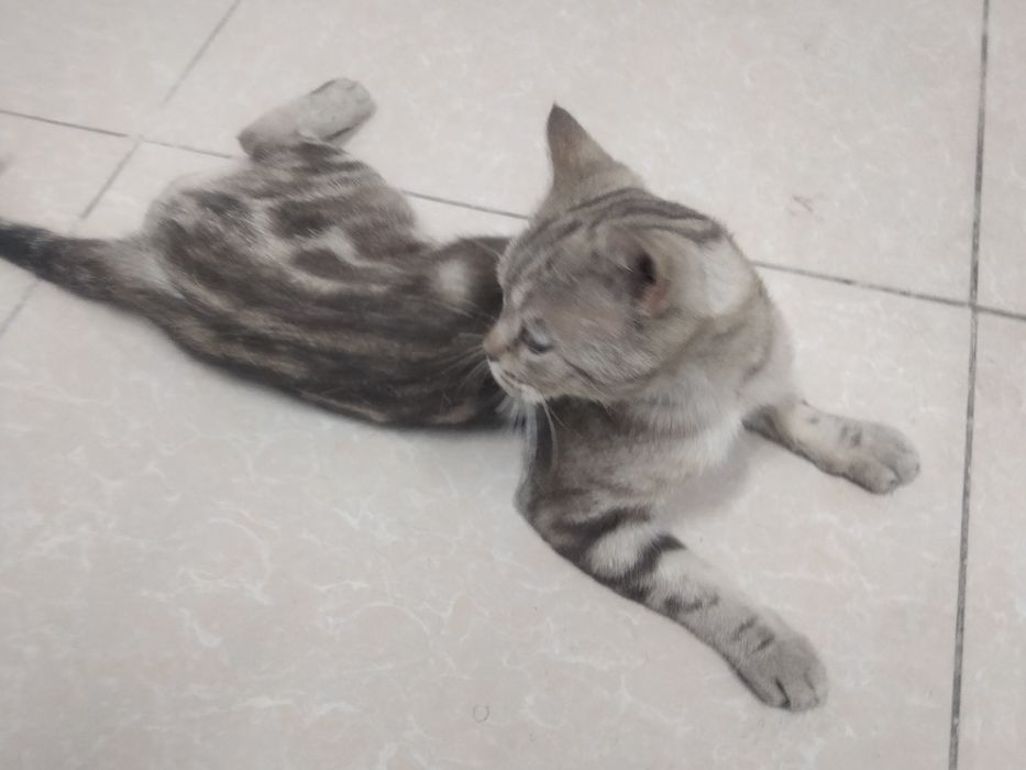 Продам кошку за 50.000тг