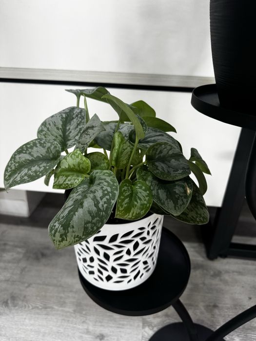 Сциндапсус пиктус аргуреус, монстера, эпипремнум, комнатные цветы