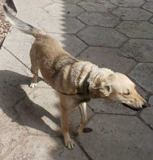 Отдам собаку лайку девочку