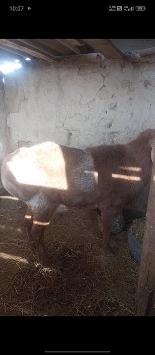 Қошқар сатылады .