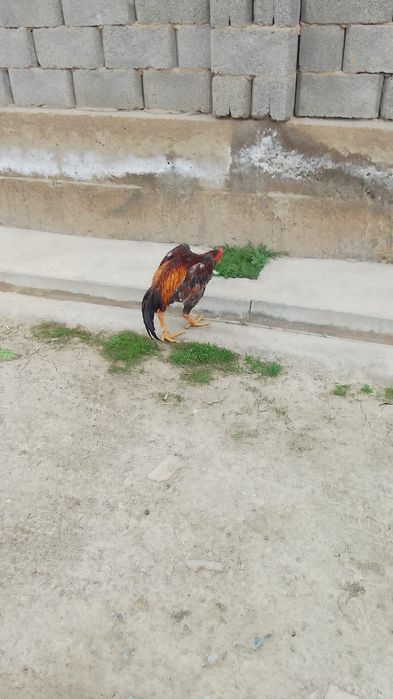 Ассалаумағалейкум Кораз сатылымда бағасы 25 мың