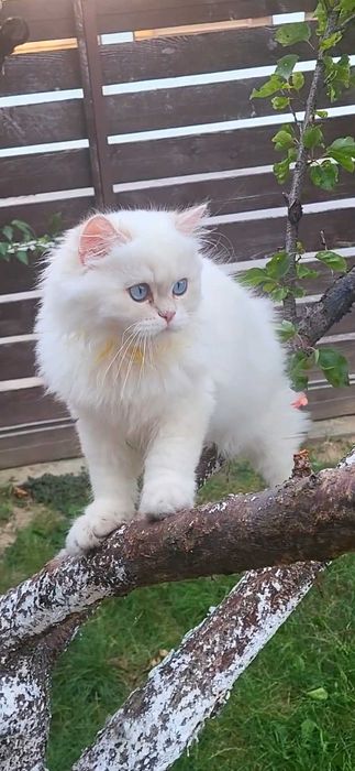 Fetita British longhair cu ochi albastri superba - pedigree, teste genetice negative